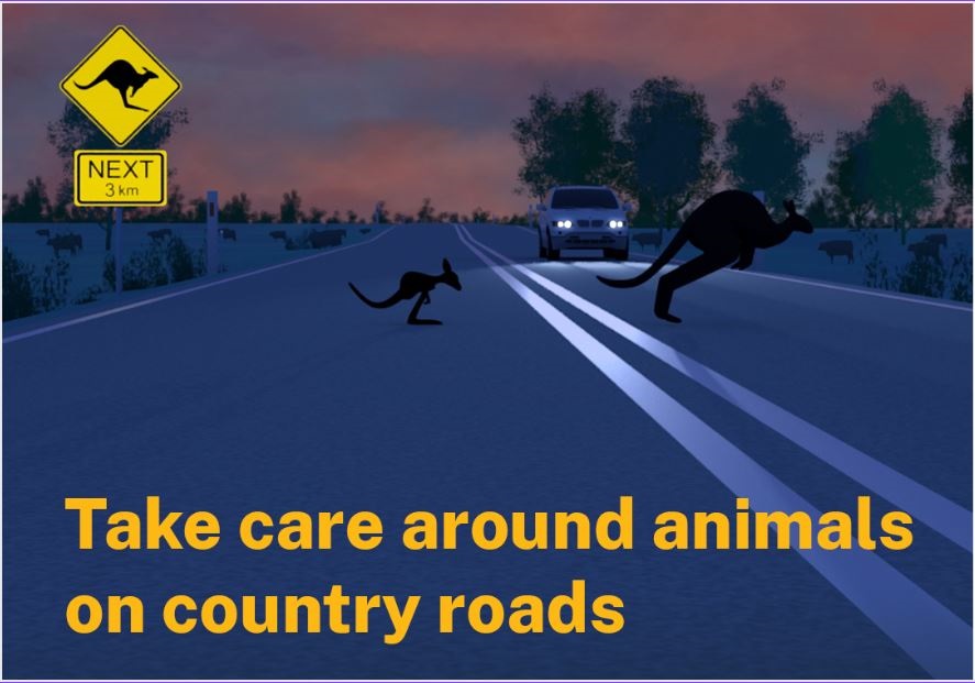 Kangaroos-on-country-roads-2.jpg